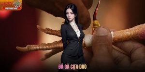 Đá Gà Cựa Dao Là Gì? Tìm Hiểu Loại Hình Dịch Vụ Tại Lucky88