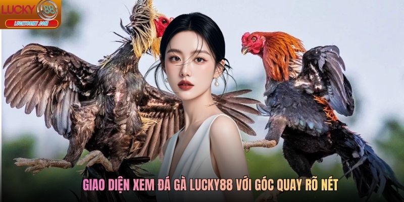 Giao diện xem đá gà Lucky88 với góc quay rõ nét